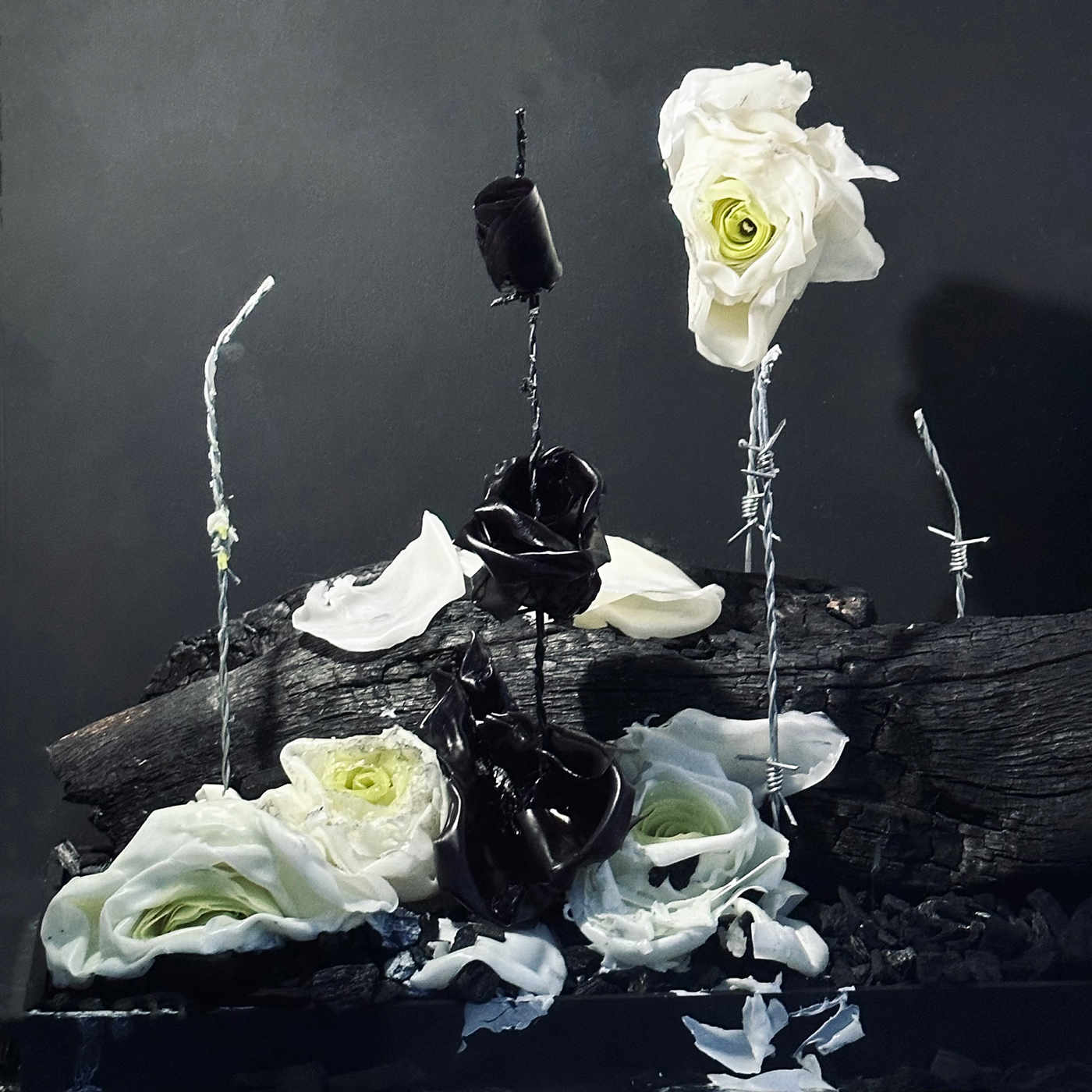 requiem merygodignacollet