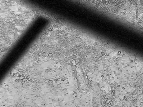 Mery Godigna Collet No Particular Shape